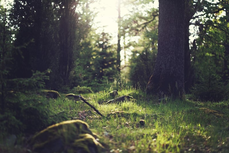 Mystical Clearings